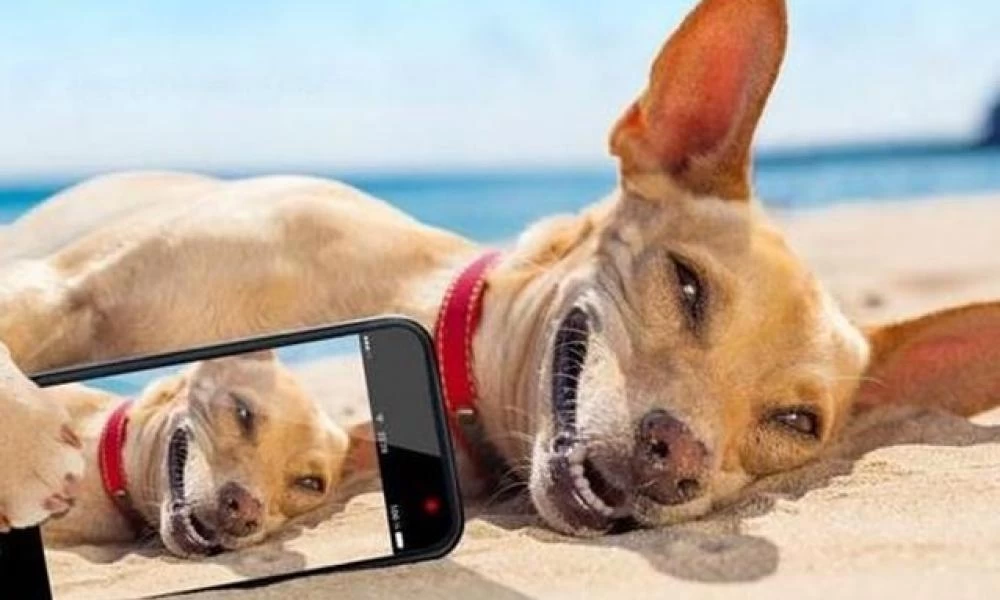 Γαλλία: Έχουν τρελαθεί στη Νίκαια - Άνοιξαν παραλία μόνο για σκύλους